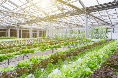 水培温室。有机绿色蔬菜沙拉水培农场为健康、食品和农业的概念设计。水培是一种非土壤植物。