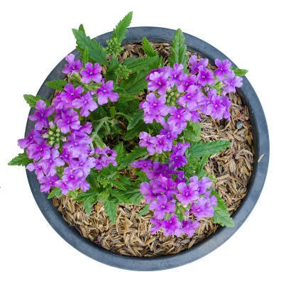 Verbena (verbenas或vervains)