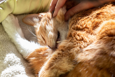 家庭宠物猫