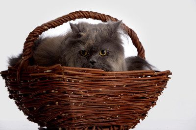 纯种黄褐色波斯猫，窝在柳条红色的篮子里