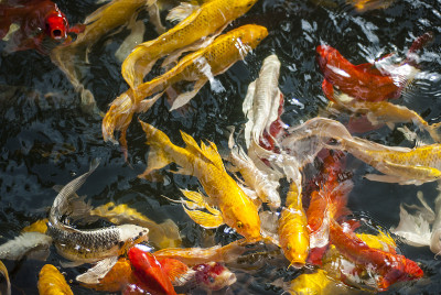 锦鲤