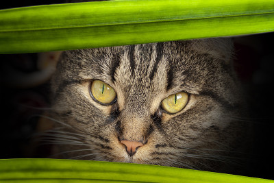猫的愤怒表情，特写