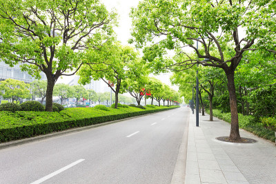 树木装饰了现代城市的道路
