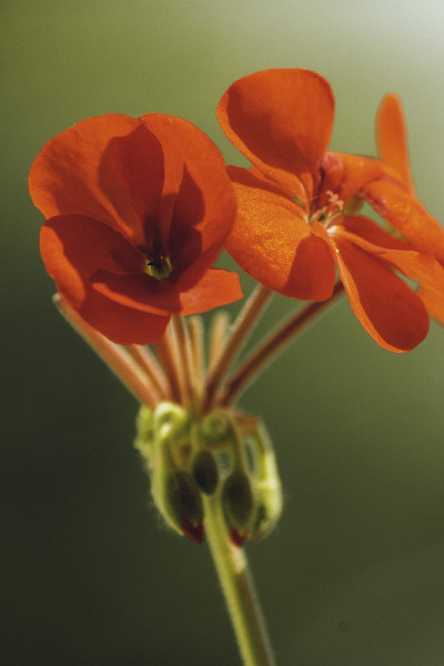 花园Nasturitium