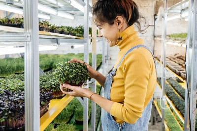 年轻的女农民在她的农场种植微型蔬菜。