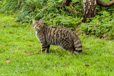 苏格兰野猫苏格兰野猫或高地虎