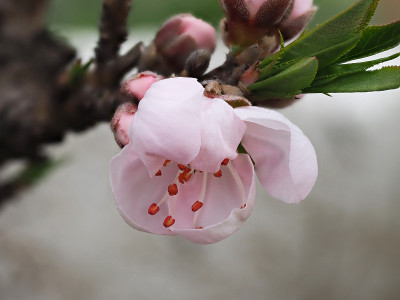 美丽的粉红色桃花宏