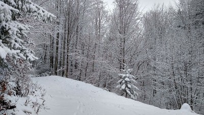 森林里有新雪