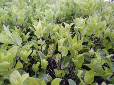 Pittosporum tenuifolium