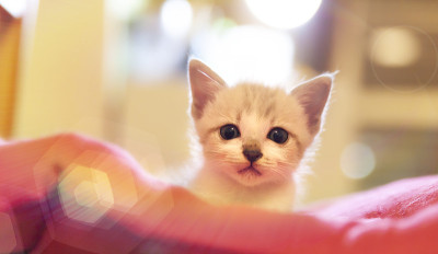 枕头上的小猫在看摄像机。