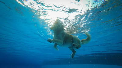 金毛猎犬幼犬在游泳池练习(水下视角)
