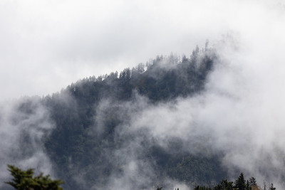 大烟山国家公园的风景和植物从矾洞小径的头Le Conte山