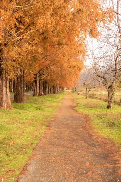 滋贺县“水杉林荫路”