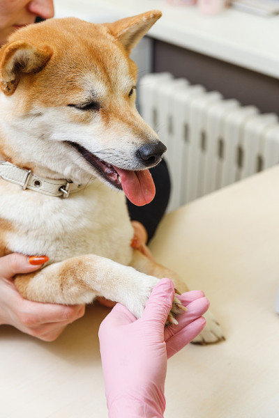日本柴犬预约美容师
