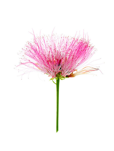 近花雨树