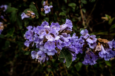 印度的Neelakurinji花