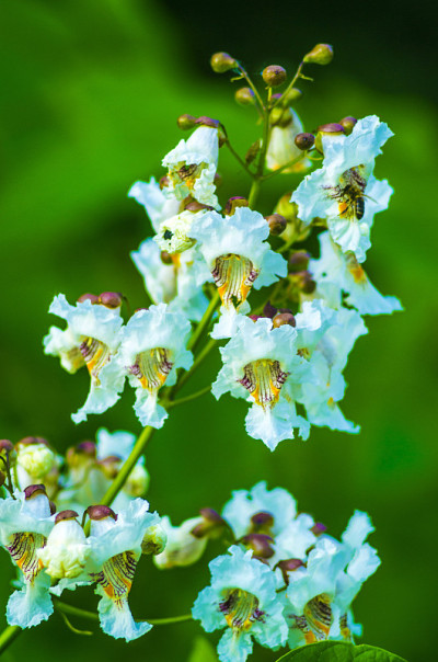 卡柏树布鲁姆Catalpa