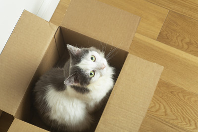 盒子里的猫。一只有趣的猫坐在纸盒里，背景是一堵白色的空墙。