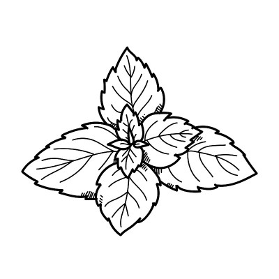 手绘插图薄荷。