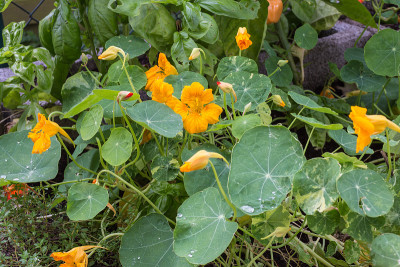 旱金莲,金莲花属植物