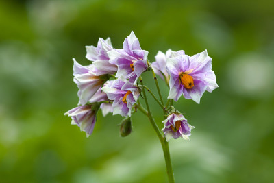 花园里的土豆花，特写