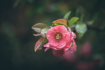 日本榅桲粉红色的春天的花