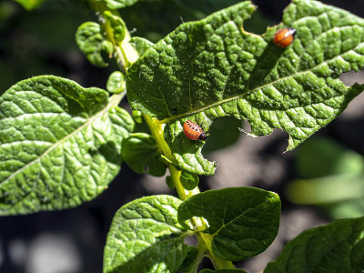 科罗拉多甲虫的幼虫，这种昆虫的拉丁名称是Leptinotarsa decemlinata