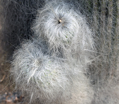 老年仙人掌(Cephalocereus senilis)