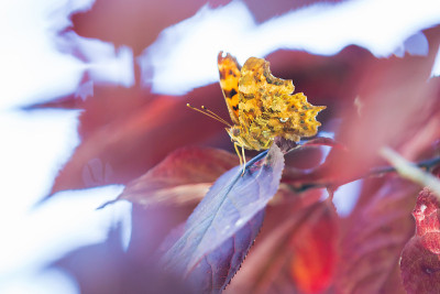 逗号蝴蝶藏在一棵树下