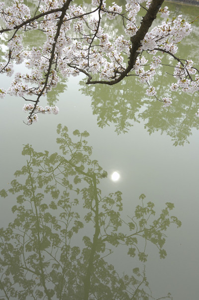 樱花