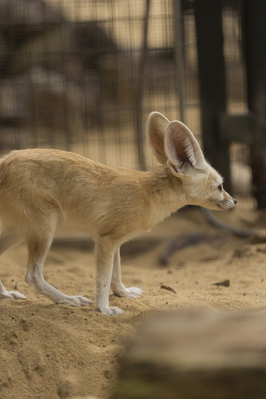 Fennec