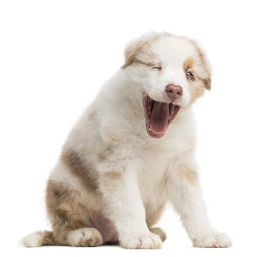 澳大利亚牧羊犬幼犬，8周大，坐在白色背景下打哈欠
