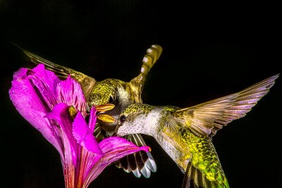 两个的花蜜