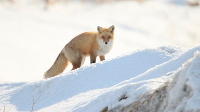 Ezo红狐狸。