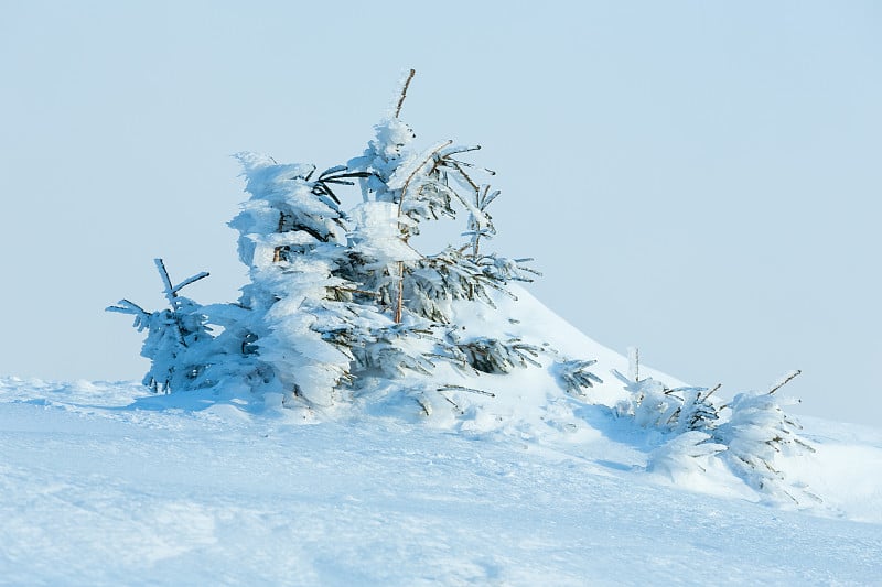 冬山上的冰雪冷杉树。