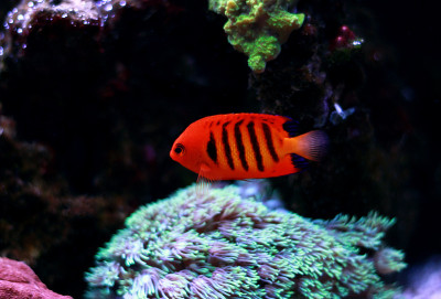 火焰天使鱼(Centropyge loricula)