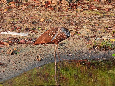 Limpkin (Aramus guarauna) -站在水边在佛罗里达的一个湖
