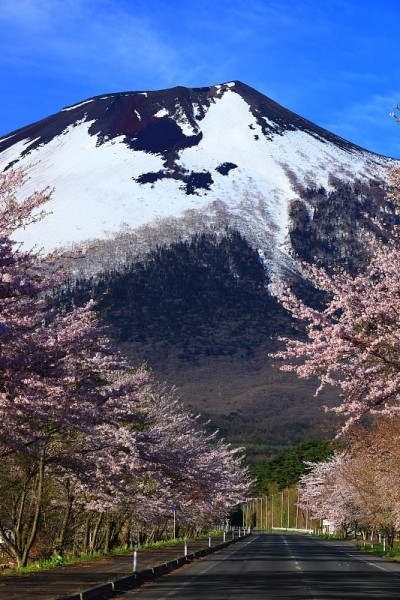 岩手山和樱花
