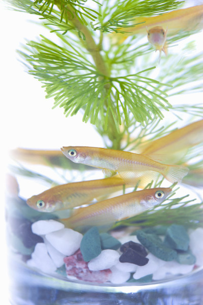 青鳉,oryzias latipes