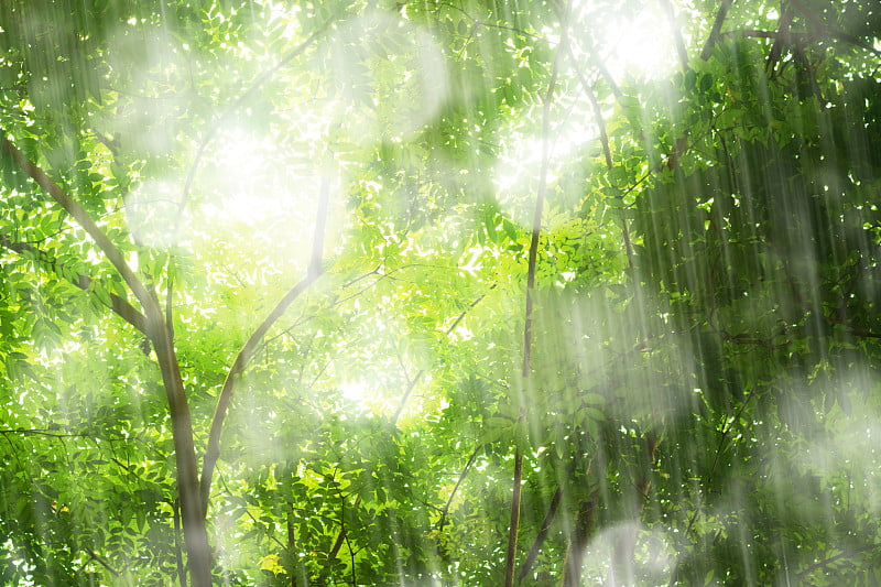 热带雨林中的雨水