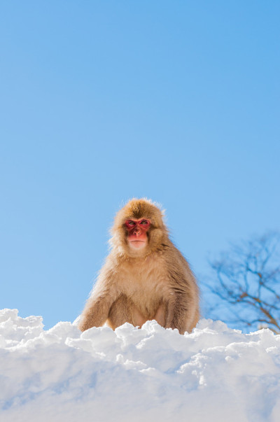 雪猴