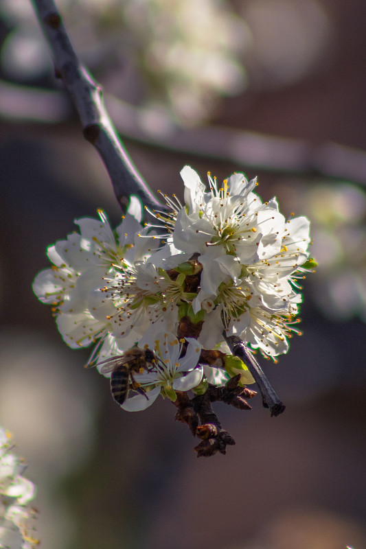 春天从梅花采集花蜜的小蜜蜂