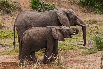 非洲大象Loxodonta africana喝13713