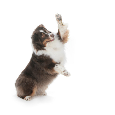 澳大利亚牧羊犬击掌