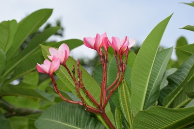 花园里鲜花盛开