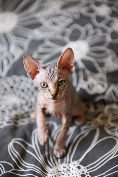 斯芬克斯猫斑猫，秃头猫，小猫宝宝学步