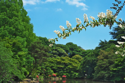 花的Deutzia crenata