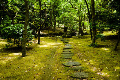 阳光透过嫩绿的树木，霞水公园(习志野，千叶，日本)