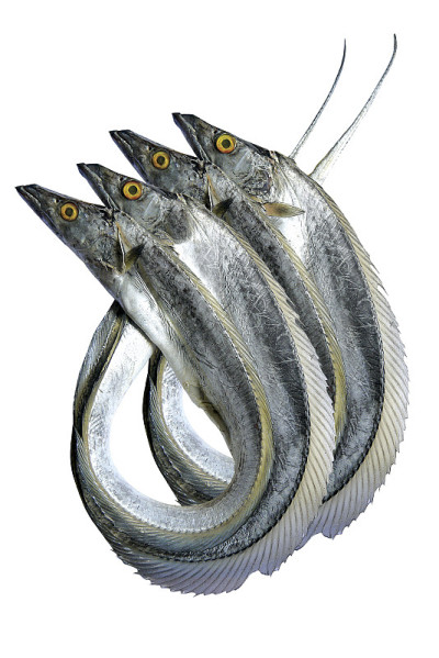 Beltfish
