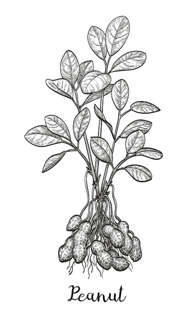 花生植株矢量图。